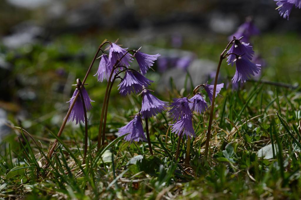 Pension Tina Neustift im Stubaital Kültér fotó